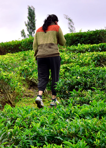 Tea Plantation Walk